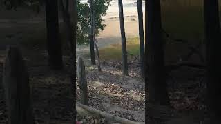 Dhole(wild dog) with the kill(deer)