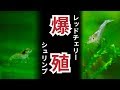 爆殖⁉ 新・レッドチェリーシュリンプ水槽【エビ水槽】#3【経過報告】