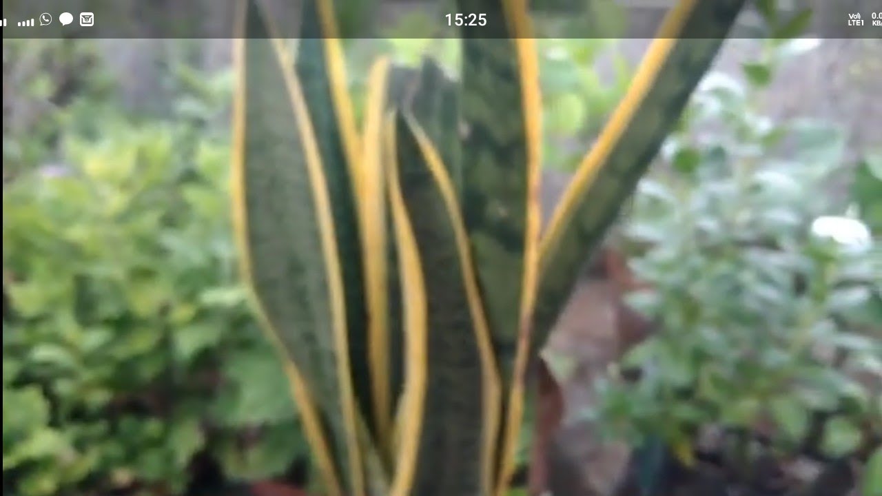 Take care of the snake plant .