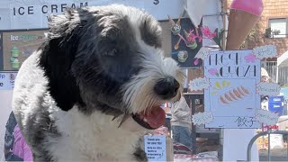 My Dog’s First Visit to a Cherry Blossom Festival by Cosmo the Mini Sheepadoodle 134 views 3 weeks ago 1 minute, 26 seconds