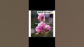 new attraction at LBSNAA.Manglonia flowers 🌷#lbsnaa #upsc #trending #youtubeshorts