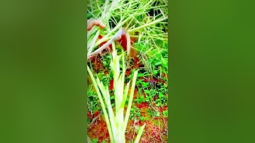 the process of farmers cutting vegetables with sharp tools #shorts