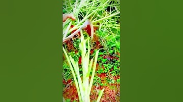 the process of farmers cutting vegetables with sharp tools #shorts