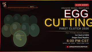 FIRST 2026 LIVE EGG CUTTING! 🐍🐍! Ball Python Clutch Reveal