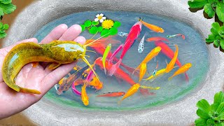 Best of Catch Colorful Surprise Eggs  MOST AMAZING Catches Strange Fish, Turtle, Catfish, Koi Fish