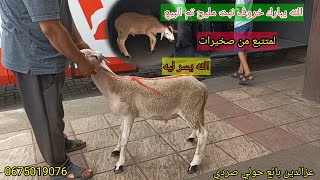 الله يبارك خروف نبت مليح تم البيع تاعو لمتتبع من صخيرات الله يسر ليه بتاريخ 9/8/2023