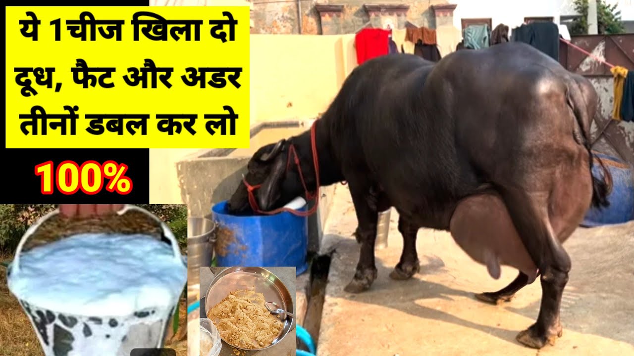 ये 1चीज खिला दो दूध, फैट और अडर तीनों डबल कर लो Dudh kaise Badhaye