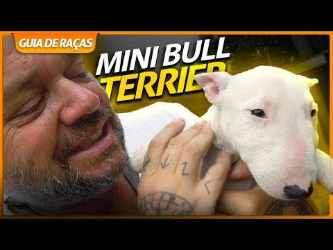 Vídeo: Seu guia para as cores do casaco Bull Terrier