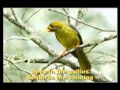 Carol of the Birds : Australian Christmas Carol sung by Bucko & Champs