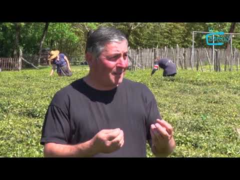 გურიაში ჩაის კრეფისა და გადამუშავების პროცესი დაიწყო