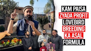 Kam Paisa, Zyada Profit Lovebird Breeding Ka Asal Formula