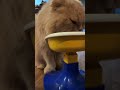 ここ数日のあれこれ