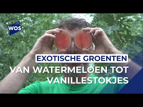 Video: Hoe Komkommers Te Voeren Voor Groei? Topdressing In De Kas En In Het Open Veld Met Folkremedies. Hoe Water Geven Zodat Ze Sneller Groeien En Vrucht Dragen?