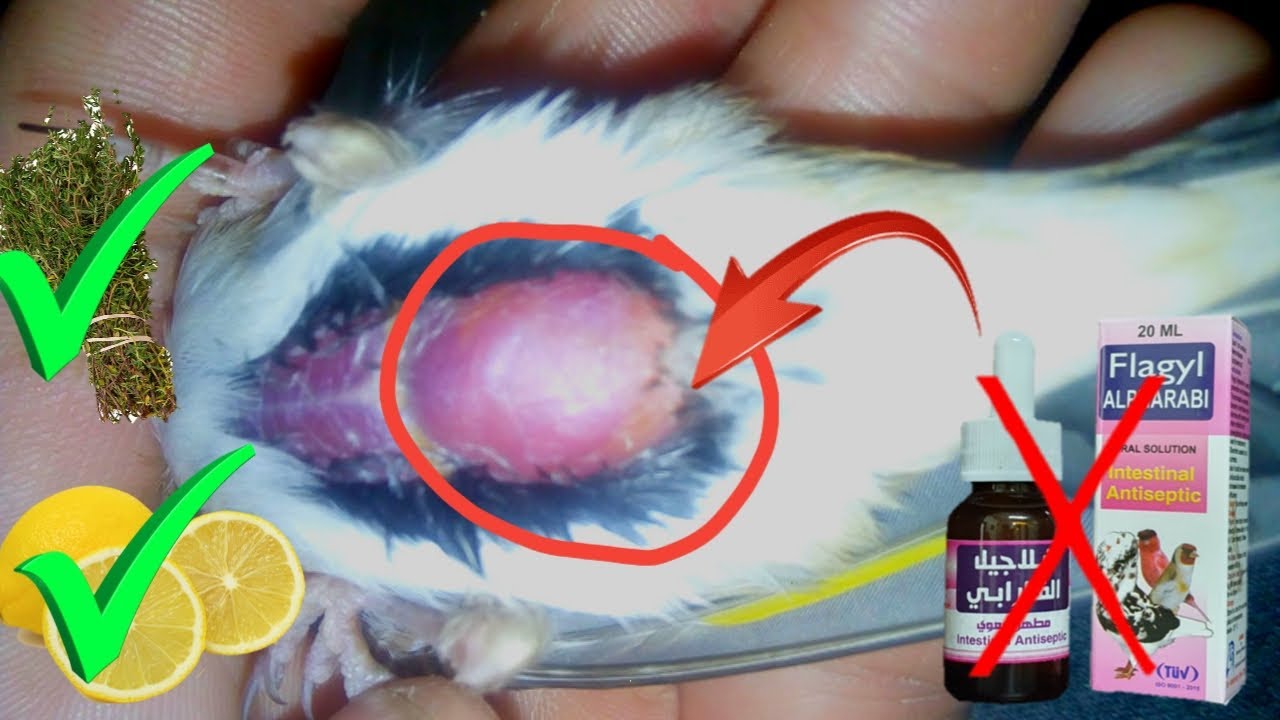 افضل علاج لمرض الكوكسيديا والكبد لطائر الحسون معلومات أول مرة مجربة ومضمونة