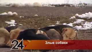 Агрессивная стая собак держит в страхе жителей поселка ГЭС в Набережных Челнах Агрессивная стая собак держит в страхе жителей поселка ГЭС в Набережных Челнах