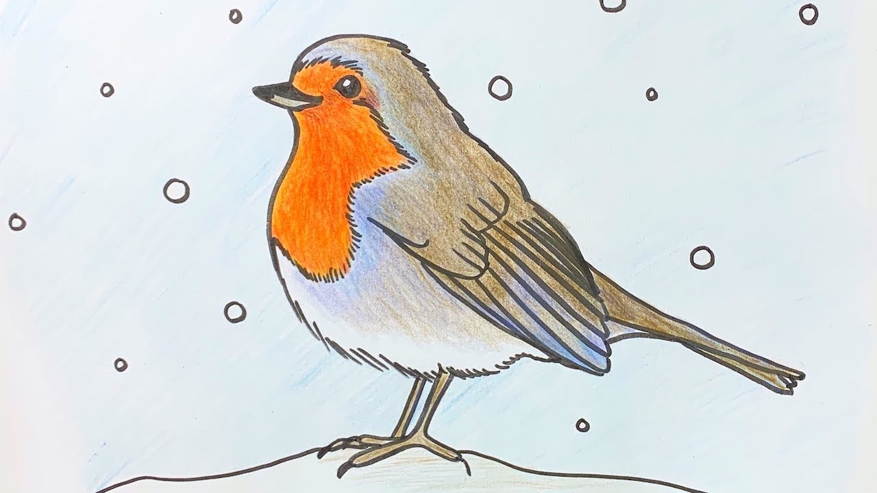 Beginners - How to draw a robin step by step - YouTube