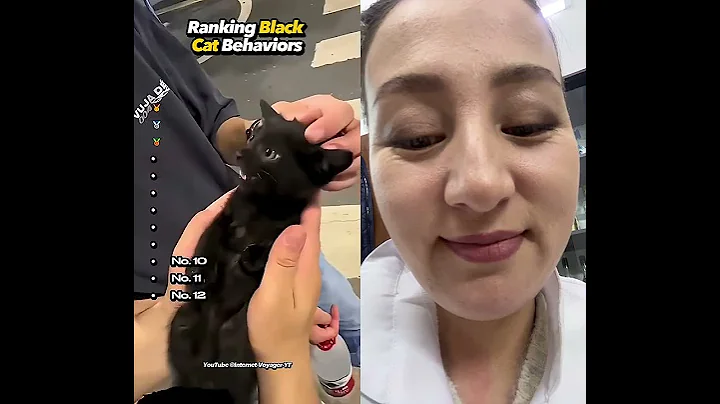 Watch the video about #cat #funny #funnycats #pets #memes #catmeme #best #uk #catmoments #kitten