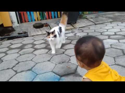 Kucing Anggora berpelukan dg Balita lucu