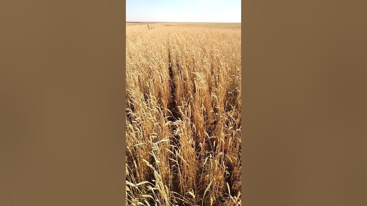 Алтайское пшеничное