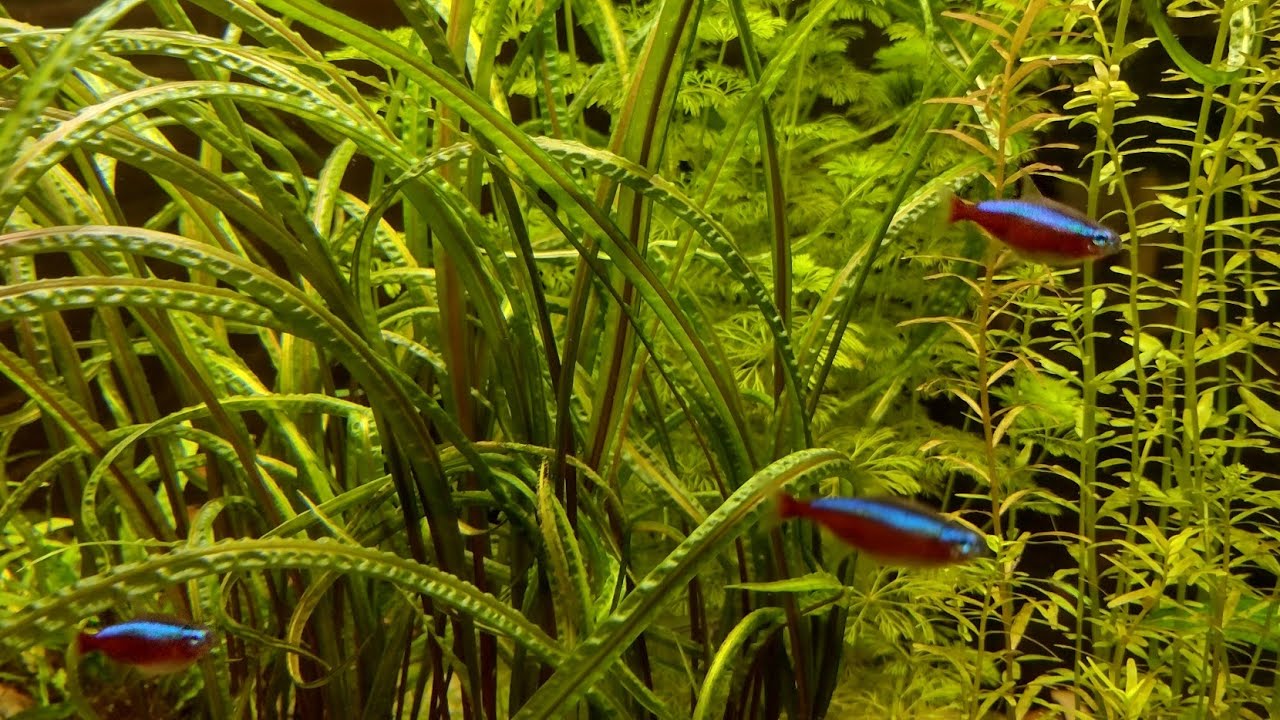 Jak w prosty sposób nawozić rośliny w akwarium?