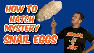 How to hatch mystery snail eggs