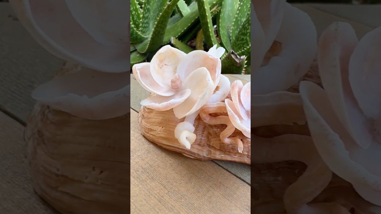 More 🐚 🌸 Shell Flowers 😍 #shell #crafts