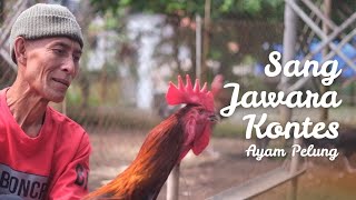 AYAM RAKSASA SEHARGA MOTOR NINJA!!! INI RAHASIANYA