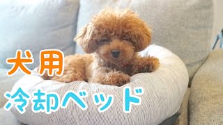 犬用の冷却ベッドで気持ちよさそうにする顔がたまらない【トイプードル】