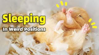 What Does Friendly Hamster Look Like in Sleep Mode?