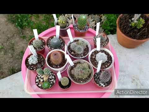 Wideo: Kaktusy Z Rodzaju Mammillaria, Niektóre Gatunki, Warunki Przetrzymywania - 1