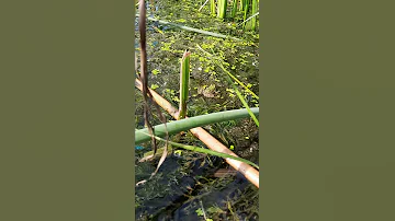 Малый прудовик (лат. Lymnaeidae), Озерная лягушка (лат. Pelophylax ridibundus)