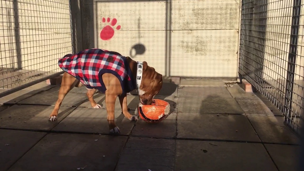 Pet Hotel Home from Home Dog Boarding and Cattery Manston Kennels