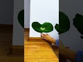 Elegant 3D Lotus Wall Art Design for Living Room✨🪷