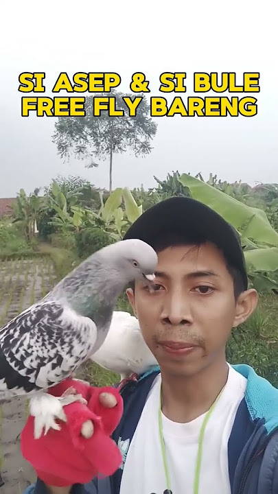 Si Asep Dove Takla & Bule Dove Kolong ‼️#shorts