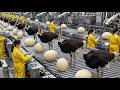 Giant Ostrich Egg Processing Factory – Amazing Ostrich Egg Cleaning and Packing Production