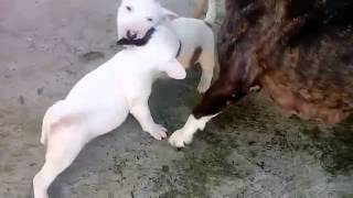 Mamá Bull Terrier Separando Sus Cachorros Buen Ejemplo