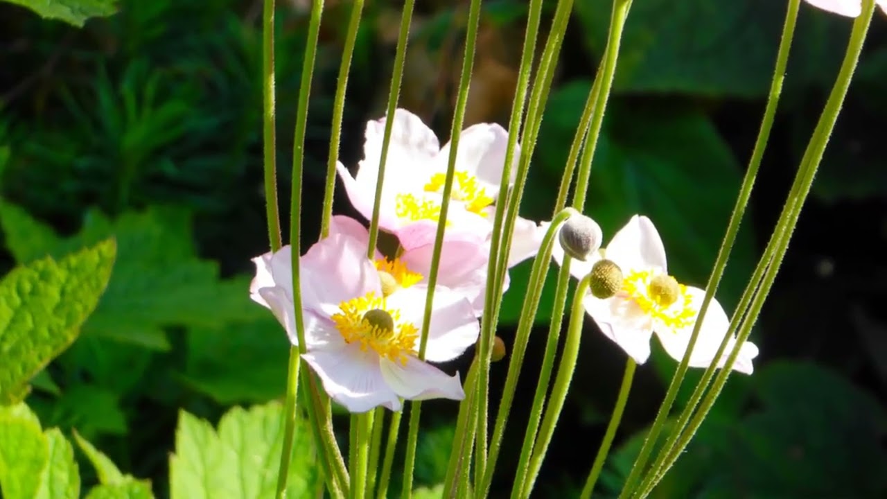 Ogród Botaniczny Kraków