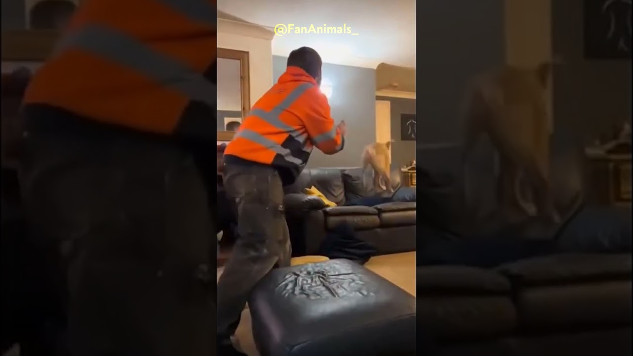 Smile with Animals: Hilarious Moments in a Compilation!