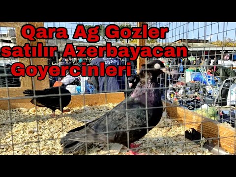 Goyercinler satılır. Qara Ag Gozler Azerbaycan Goyercinleri Elaqe 055 640 07 54