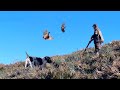 Chasse perdrix et lievre au maroc  partridge hunting 20232024     