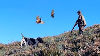 Chasse Perdrix et lievre au maroc | Partridge Hunting 2023-2024 - صيد الحجل البري بالمغرب