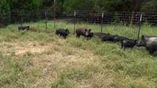 Wild Pig Corral Traps