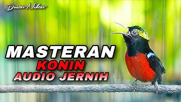 MASTERAN KONIN GACOR FULL ISIAN AUDIO JERNIH COCOK BUAT MATERI SEGALA JENIS BURUNG KICAU KOLIBRI