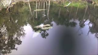 Mother manatee heads down the Blue Spring Run with 2 calves in November 2022