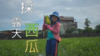 農事│ 露天西瓜採收(WaterMelon harvest)