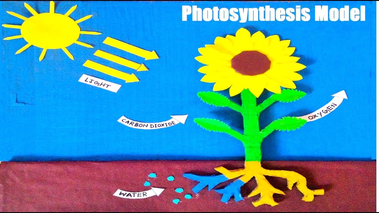 photosynthesis model science project