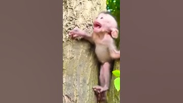 Detik Detik Anak Monyet Selamat Dari Maut #shorts #video #viral #vídeoviral #monyet #monkey