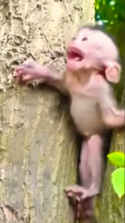 Detik Detik Anak Monyet Selamat Dari Maut #shorts #video #viral #vídeoviral #monyet #monkey