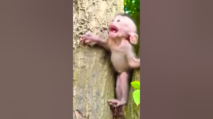Detik Detik Anak Monyet Selamat Dari Maut #shorts #video #viral #vídeoviral #monyet #monkey