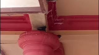 Download lagu burung greja mau kawin